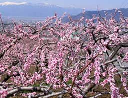 桃の花