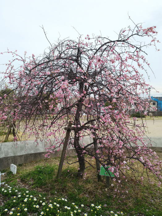 梅の花赤